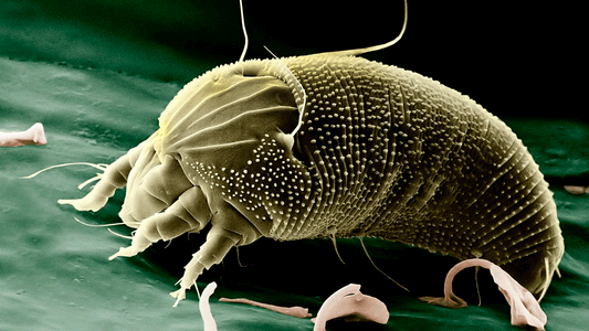 ¿Ácaros? Evita las alergias con AQUACLEAN