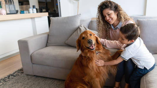 ¿Tu Mascota y tu Sofá no se llevan bien?